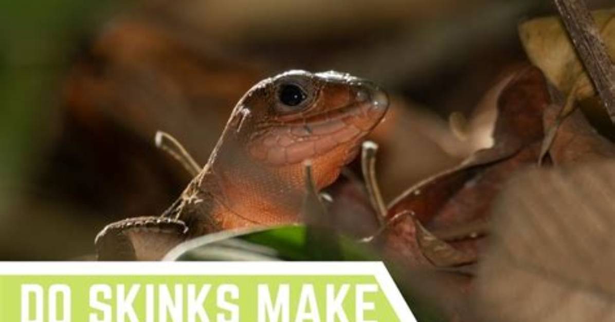 Do Skinks Make Noise?