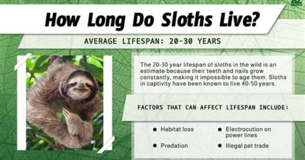 Do Sloths Live in a Group