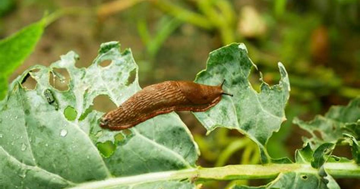Do Slugs Damage Roots