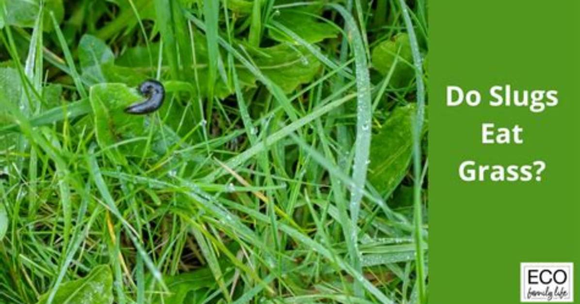 Do Slugs Eat Grass