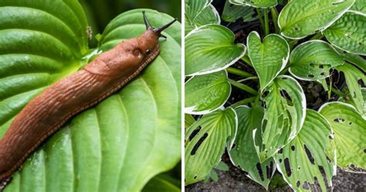 Do Slugs Eat Hostas