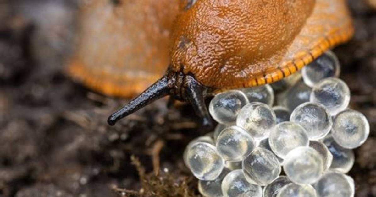 Do Slugs Lay Eggs in Soil