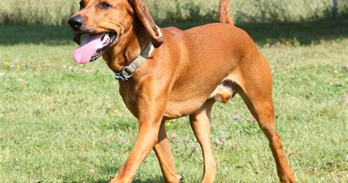 Do Smooth Hounds Have Teeth?