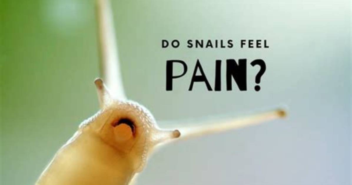 Do Snails Feel Pain?
