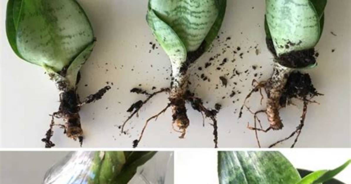 Do Snake Plants Propagate?