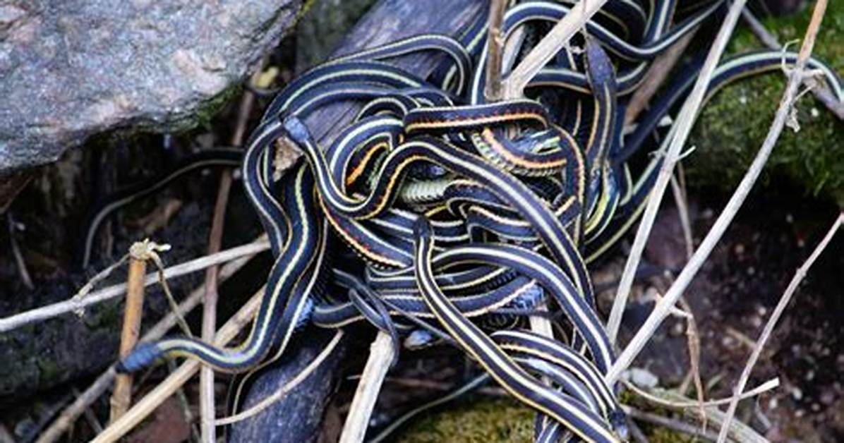 Do Snakes Ever Get Tangled?