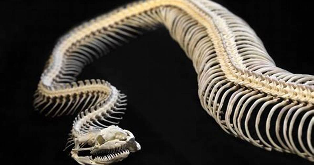 Do Snakes Have Any Bones