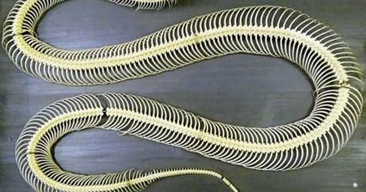 Do Snakes Have Bones?