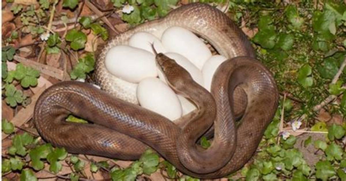 Do Snakes Lay Eggs in a Nest?