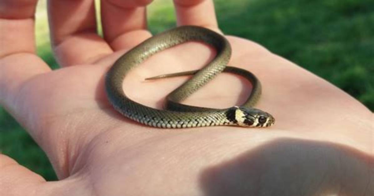 Do Snakes Like Grass