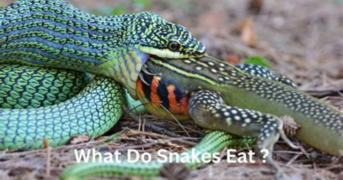 Do Snakes Lunge at You?