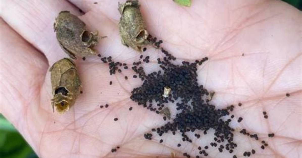 Do Snapdragon Seeds Need Stratification