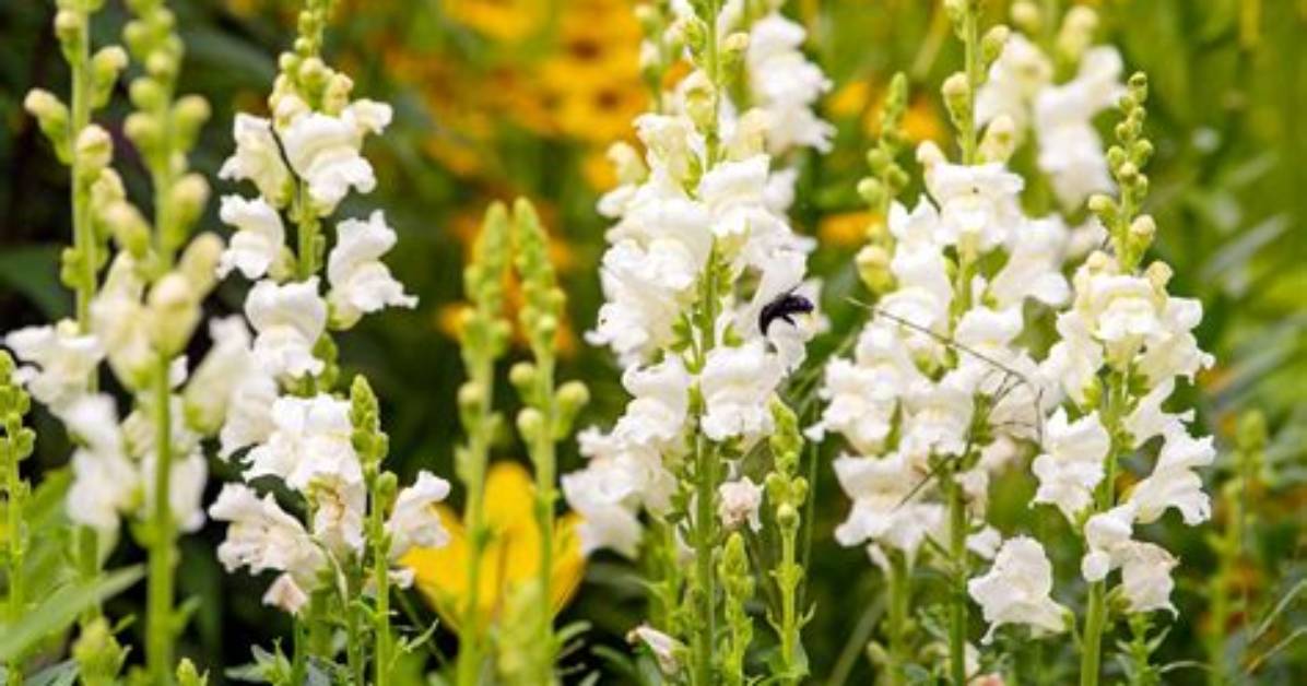 Do Snapdragons Rebloom