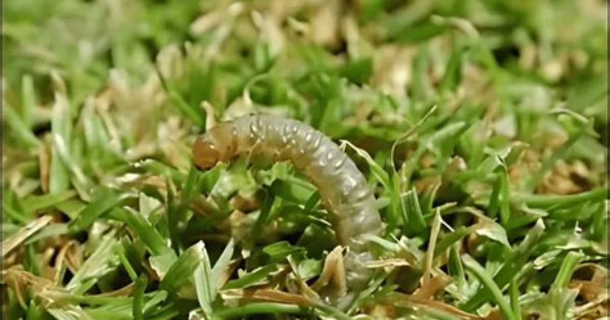 Do Sod Webworms Kill Grass