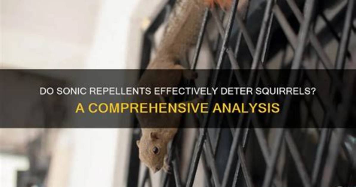 Do Sound Repellents Work on Squirrels