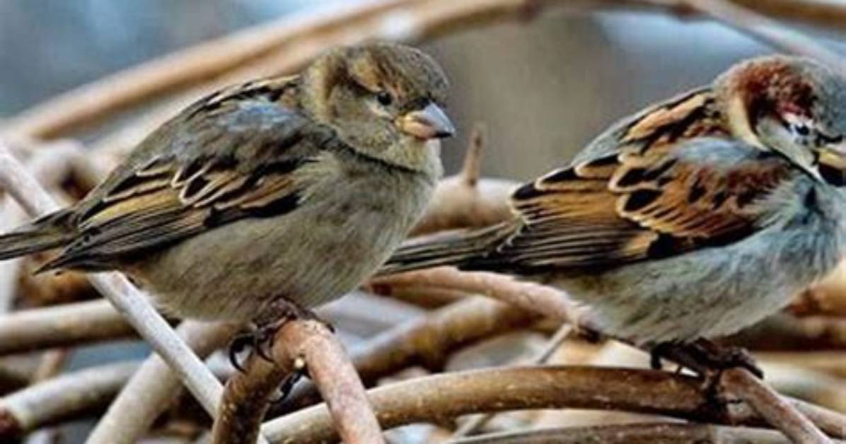Do Sparrows Eat Mealworms?