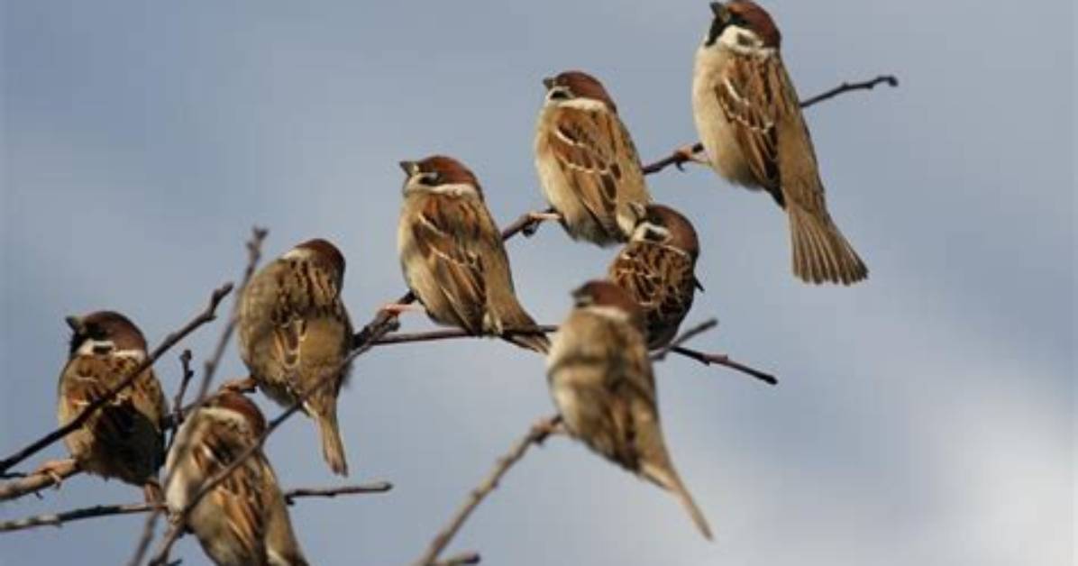 Do Sparrows Live in Groups