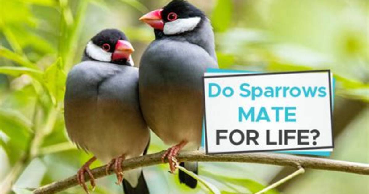 Do Sparrows Mate for Life?