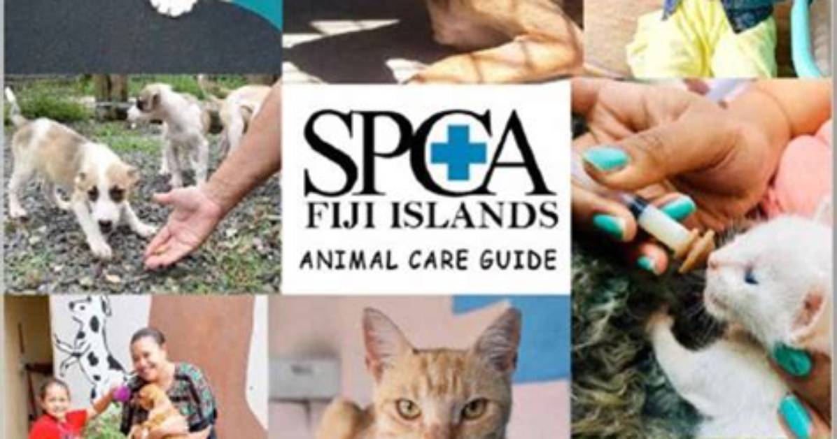 Do Spca Kill Animals?