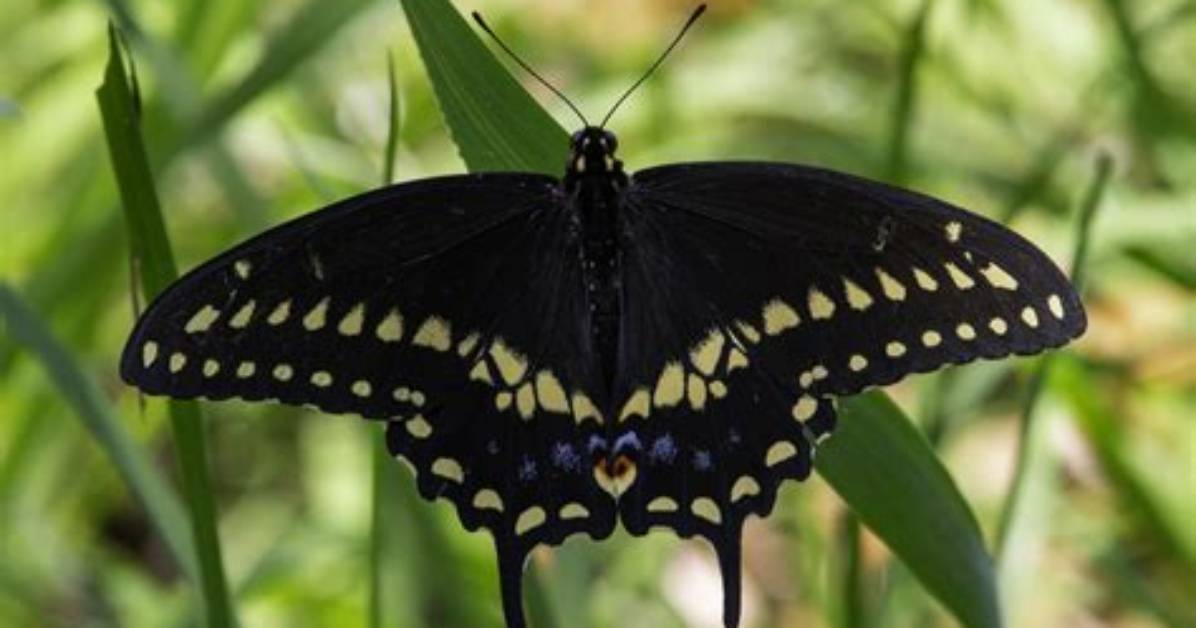 Do Spicebush Swallowtails Migrate?