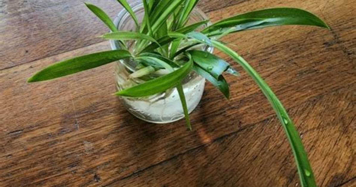 Do Spider Plants Give off Oxygen?