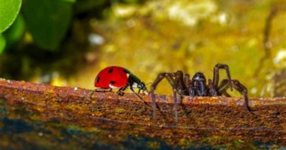 Do Spiders Eat Ladybugs? | Contextresponse. Com