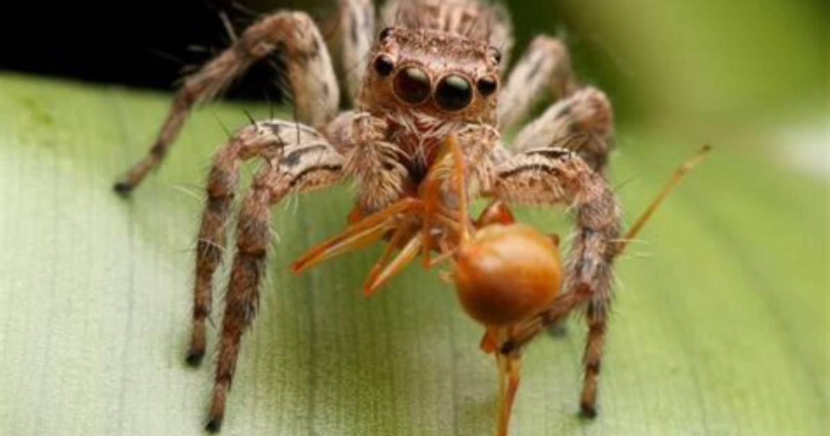 Do Spiders Eat Mites