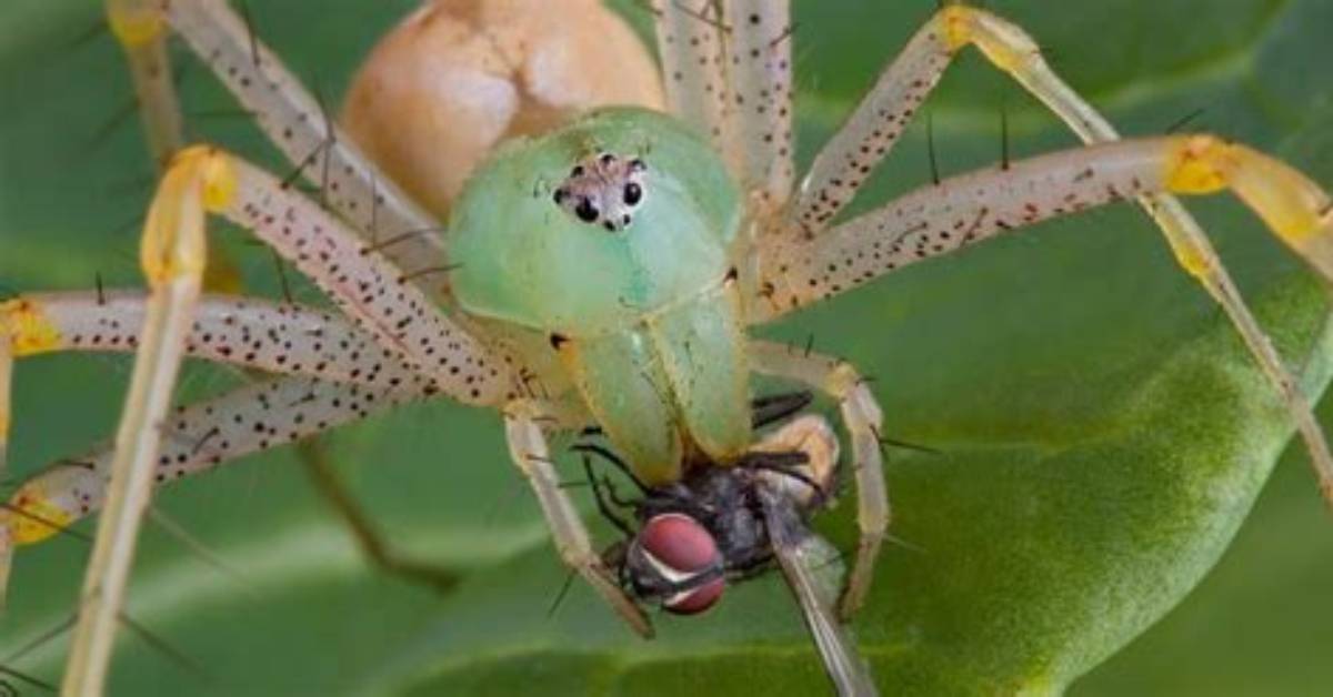 Do Spiders Eat Whiteflies?