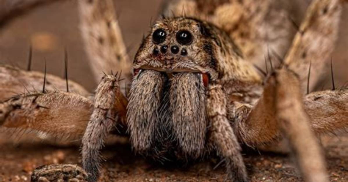 Do Spiders Get Mad