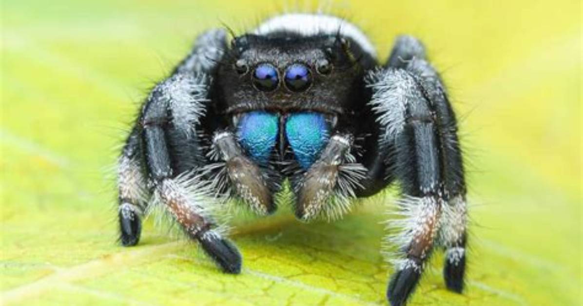 Do Spiders Have Ears?