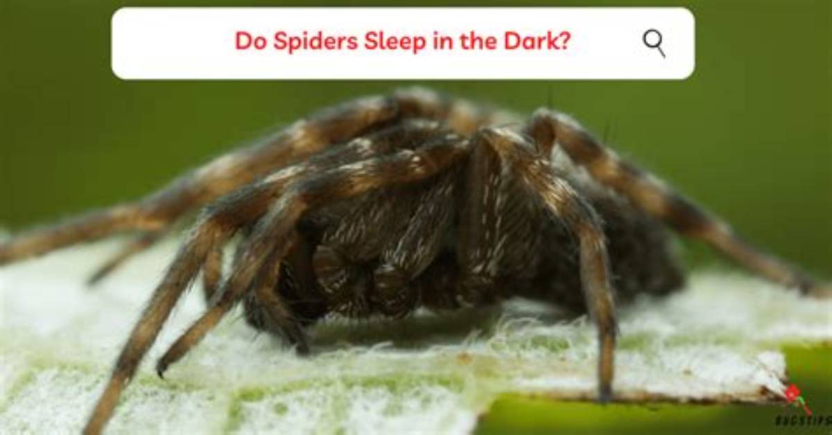 Do Spiders Like Dark Places?