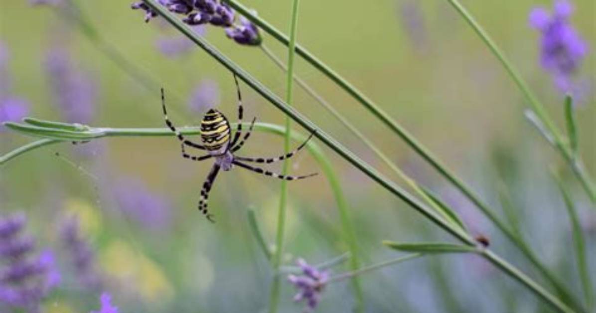 Do Spiders Like Lavender?