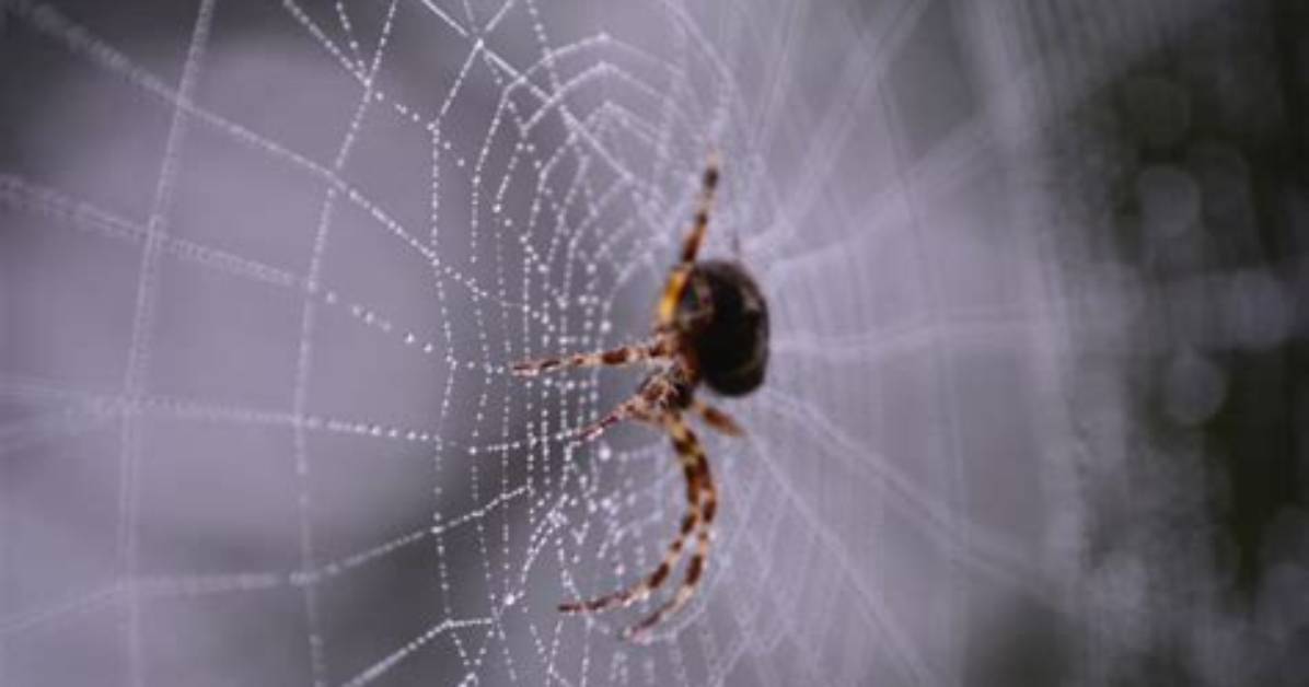 Do Spiders Spin Webs at Night?