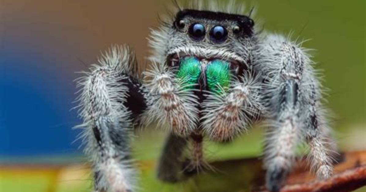 Do Spiders Think?