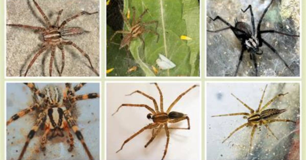 Do Spiders Try Getting Revenge?