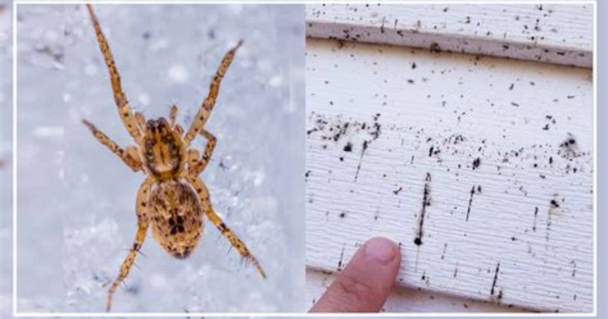 Do Spiders Wee and Poo