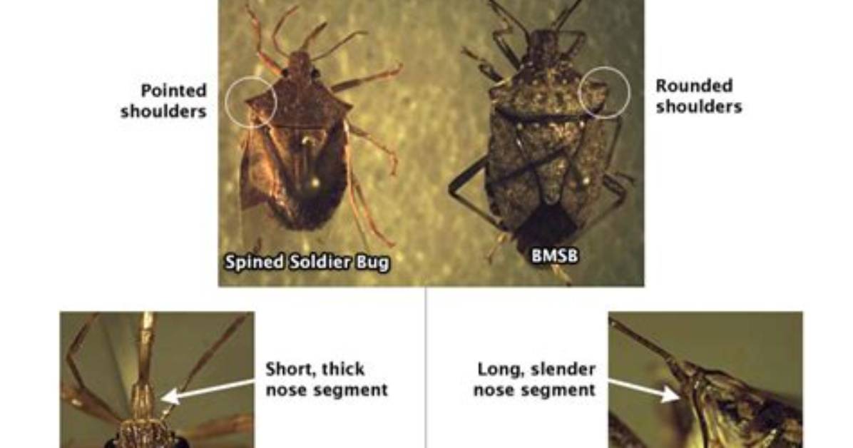 Do Spined Soldier Bugs Bite?