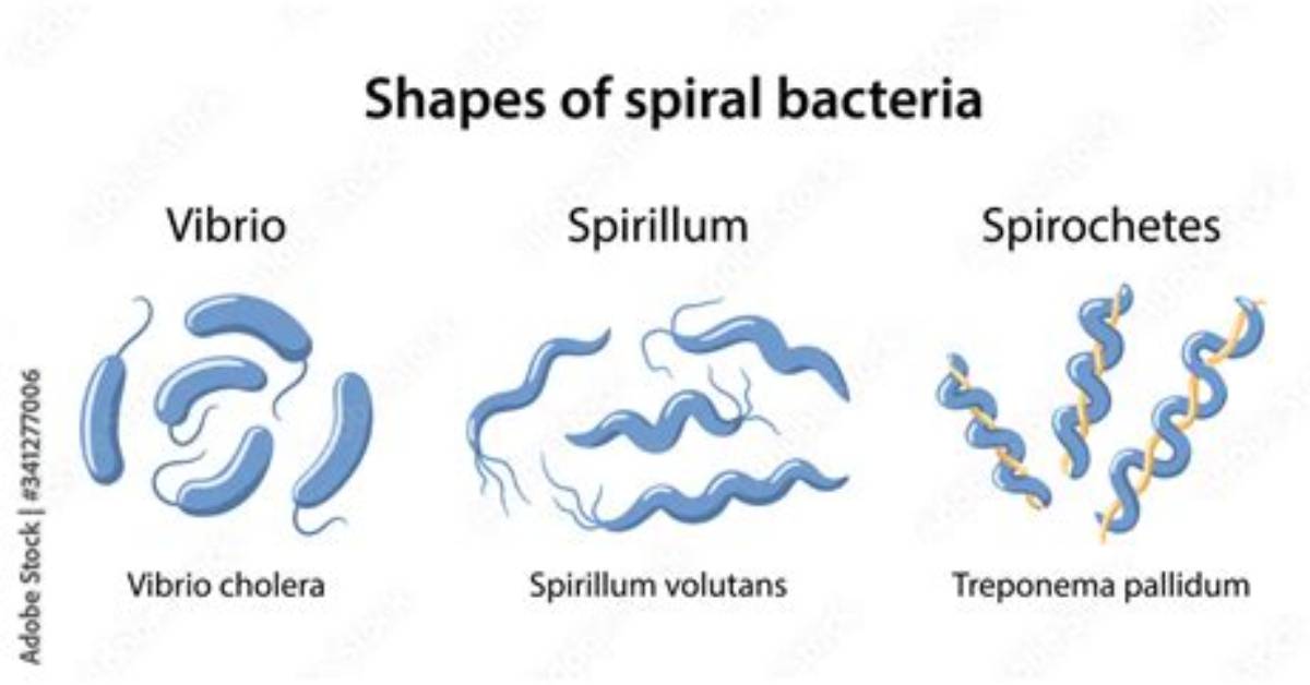 Do Spirillum Form Chains?