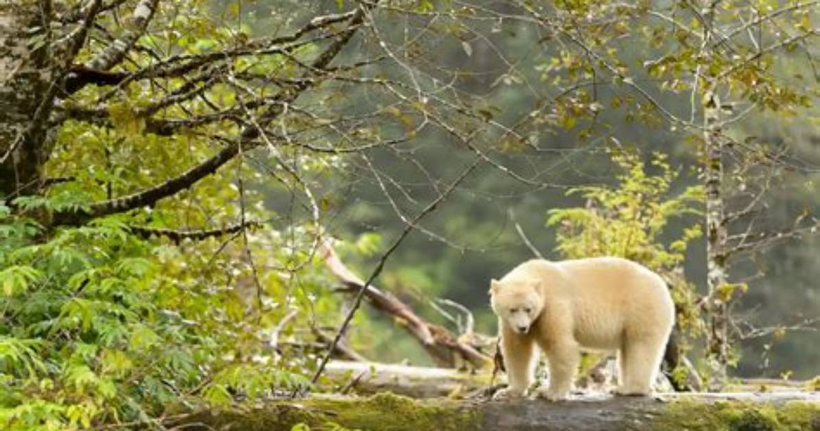 Do Spirit Bears Live