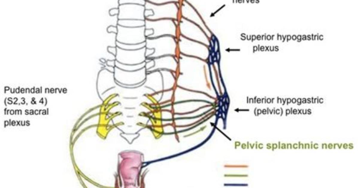 Do Splanchnic Nerves Synapse?