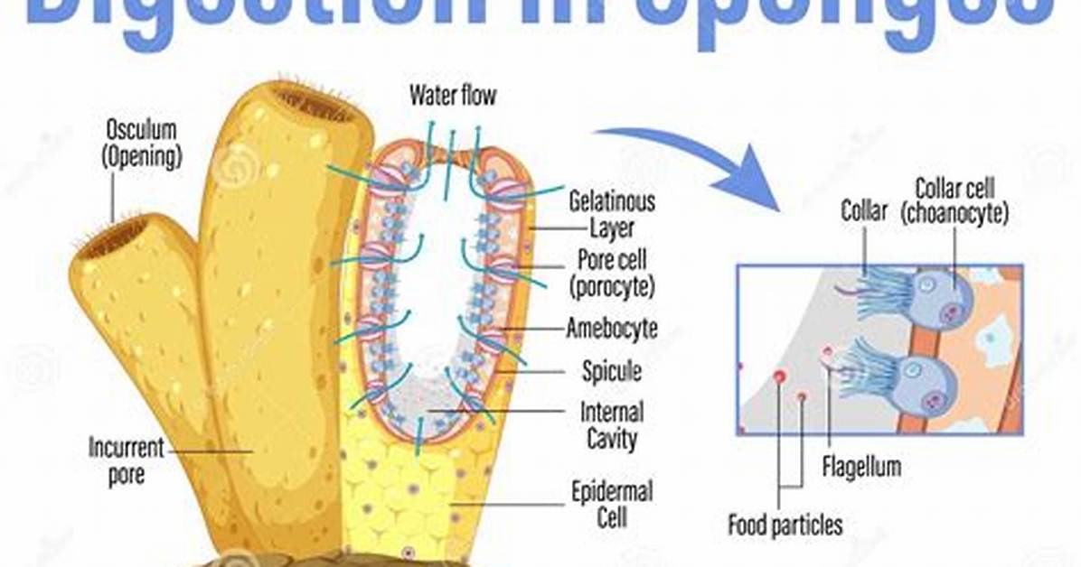 Do Sponges Have Organs?