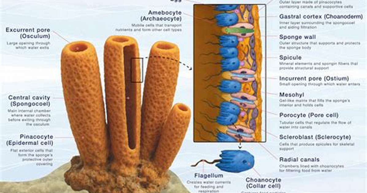 Do Sponges Have Segmentation