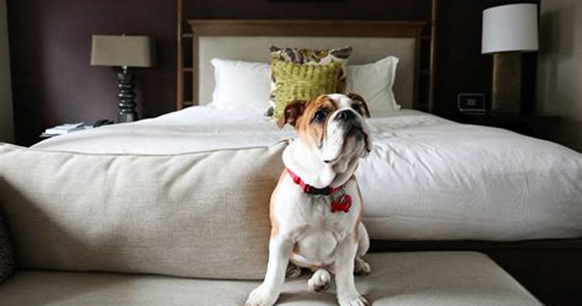 Do Springhill Suites Allow Pets?