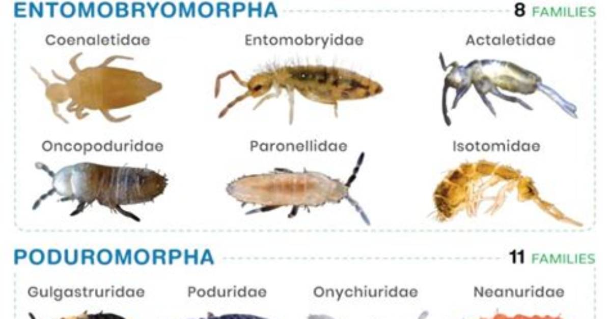 Do Springtails Have Wings?