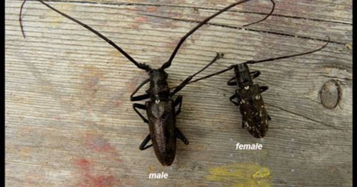 Do Spruce Sawyer Beetles Bite?