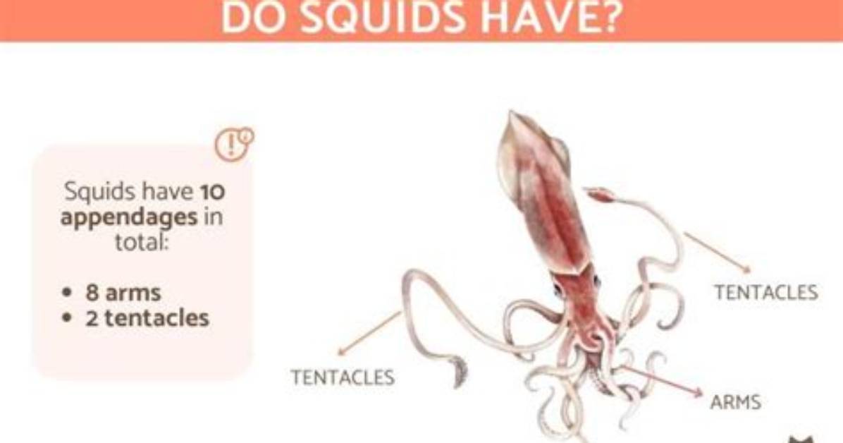 Do Squids Have Tentacles or Arms?