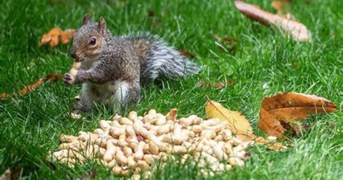 Do Squirrels Eat Peanuts in the Shell