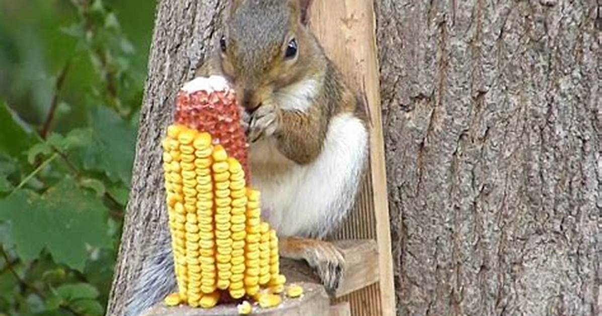 Do Squirrels Eat Shelled Corn?