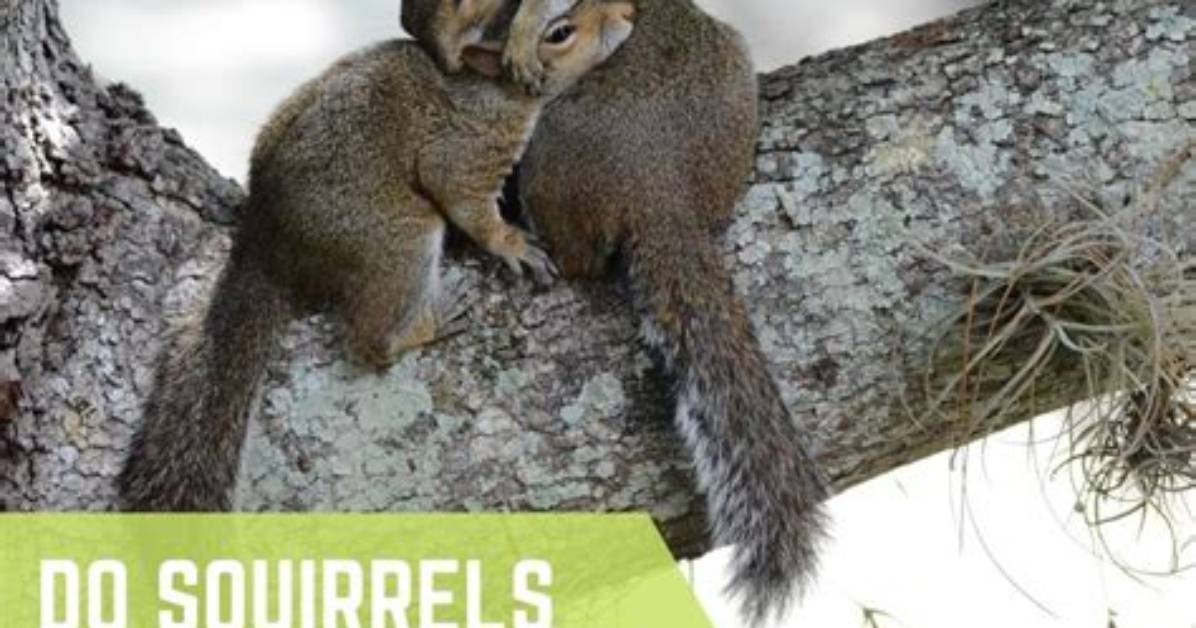 Do Squirrels Mate for Life?