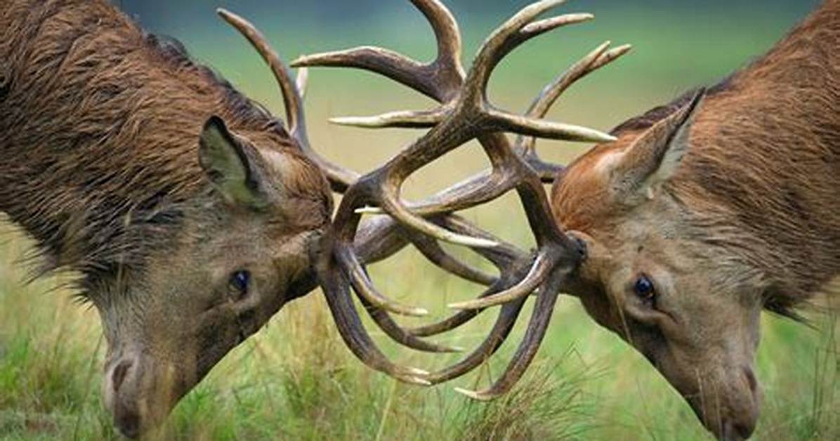 Do Stags Fight Each Other